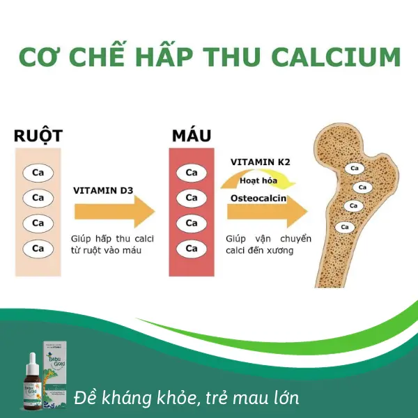 Vitamin-D3-giup-tang-cuong-kha-nang-hap-thu-canxi-cho-co-the.webp
